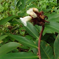 Hellenia speciosa (J.Koenig) S.R.Dutta